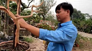 4.2K views | 4 triệu có ngay cây tùng cối rất đẹp. LH 0399903128 | Mạnh Bonsai | Facebook