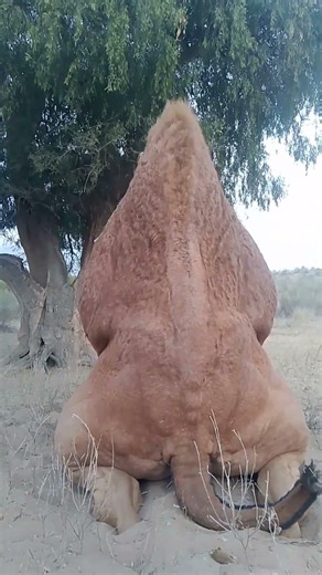 Weak Camel Resting Under Tree 🐪🌿 #short #lion .