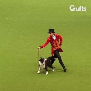 It’s nearly showtime... 🎥🐶🏆 Thursday 5th March: Toy and Utility Friday 6th March: Gundog Saturday 7th March: Working and Pastoral Sunday 8th March: Terrier and Hound & Best in Show 🏆 Book your tickets here ➡️ http://bit.ly/Crufts2020 🎟 | Crufts