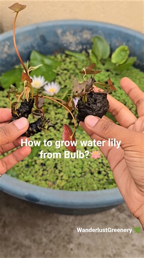 How to grow water lily from Bulb?🪷 #waterlily #flowers #aquaticplants #gardening #ytshorts #shorts