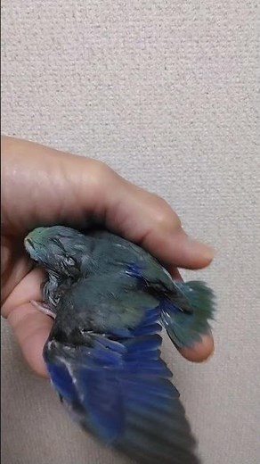 2025.9.25生まれ ﾀｰｺｲｽﾞﾓｰｳﾞ♂ #うさぎ堂 #マメルリハ #ターコイズ