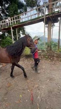 Le contrui una pesebrera a pentagrama y parace que ya se está adaptando a su nueva casa