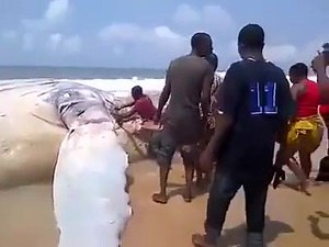VIDEO: Giant whale appears on Lagos Bar Beach SEE MORE ON: www.nigerianeye.com | Nigerianeye