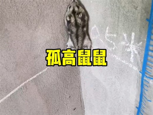 “孤高鼠鼠”
