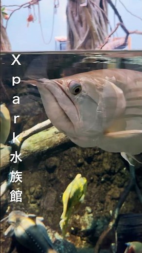🌿雨林探険Rainforest Zone 古代魚アロワナ@🇹🇼台灣桃園市Xpark水族館