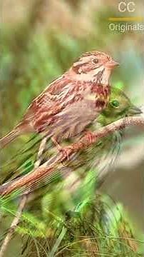 “Rustic Bunting: Surprising Bird Facts You Didn’t Know | Critter Chronicles”