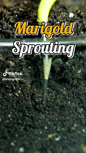Marigold seed germination time-lapse 🌱 Watch a marigold sprout push through soil from seed to seedling. #marigold #seed #sprout #seedlings #timelapse