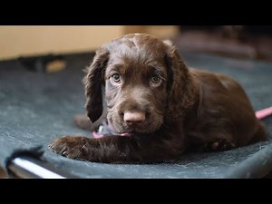 Understanding and Managing Cocker Spaniel Behavior Issues