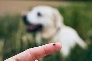 Do Ticks Really Use Static Electricity to Fly Through the Air?