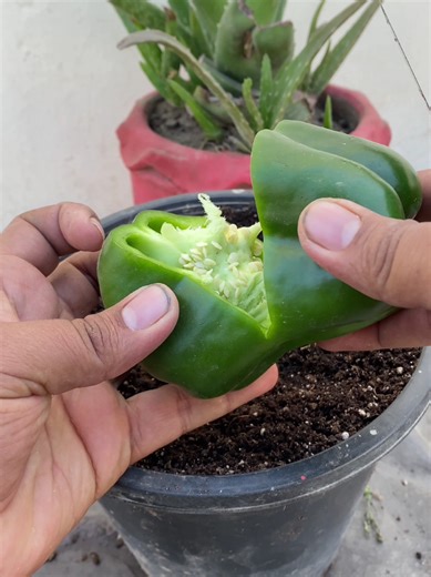 How to Grow Bell Peppers at Home: A Step-by-Step Guide
