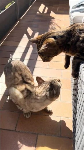 There's always a little collateral damage. #cat #catvideos #catsonyoutube #cats #cat #meow