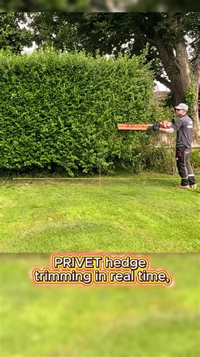 #treepruning #cleanup #takecareofornamentalplants #pruning #clearthegrass #cuttreebranches #tiktok