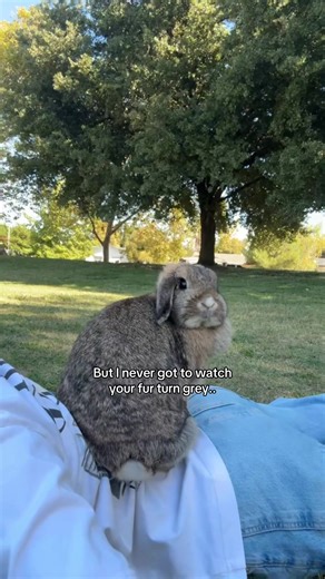 Remembering Hazel: A Tribute to My Beloved Bunny