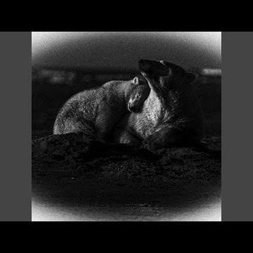Ambient Death