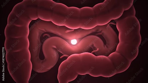 Human Colon Anatomy Visualization of Digestive System and Intestinal Tract with Bright Spotlight in the Center on a
