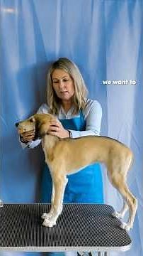 Training Your Puppy To Stack For The Show Ring #conformation #dogshow #puppytraining #purebred