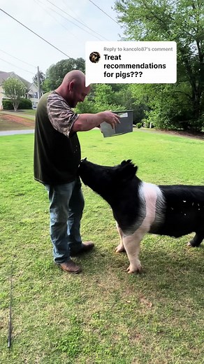 Dunkin's Favorite Treats: A Pig's Delightful Snack Time