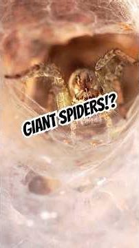 Hobo Spider vs. Giant House Spider: The Two Spiders Everyone Confuses #pestcontrol #interstatepest