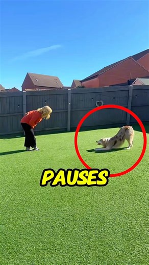 Her dog copied every move 😳😂 #funny #shorts #youtubeshorts
