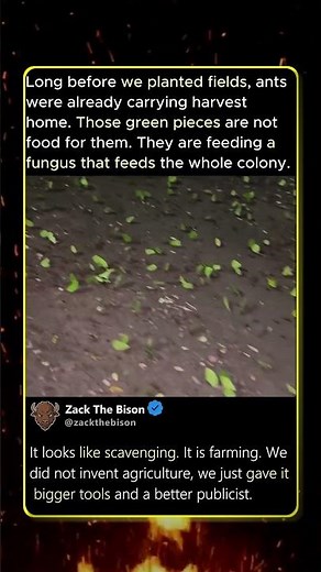 ANTS HARVESTING LEAVES