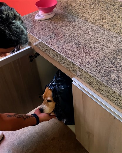 We have a new cute recycle bin at home🤣🐕 | MetDaan Creative