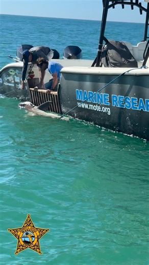 @manateecountysheriff on Instagram: "🦈 RESCUE: While patrolling the swim zones at Manatee Public Beach on Friday (1/9), Marine Deputies Judy and Hernandez noticed a shark in distress after becoming tangled in a crab trap buoy line. The deputies stayed near the shark and contacted our partners at @motemarinelab for assistance. Mote staff arrived quickly and were able to safely remove several hooks and pieces of fishing gear from the shark, freeing it from the entanglement. The shark was likely h