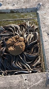 34K views · 186 reactions | Thousands of eels fight for food like snakes!  #EelFeeding #NatureShock #WildOcean #ViralReel | Food Adventure | Facebook