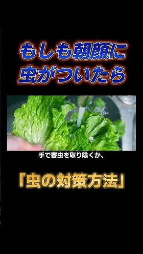 【害虫の対策方法】朝顔に虫がついてしまったらやること #shorts #花屋 #朝顔 #育て方 #水やり #害虫 #対策