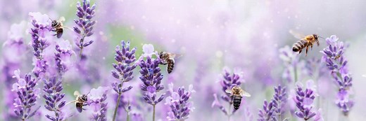 Male vs Female Honey Bees: 3 Key Differences and Roles