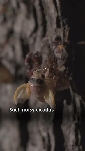 Mosquitoes started attacking people #DocHub #mosquitoes #Russia #insects #cicadas