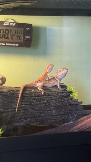 Bearded Dragons Share a Sweet Cuddle Moment