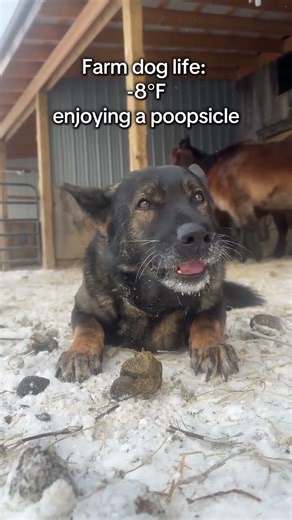 German Shepherd outside in -8°