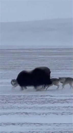 Musk Ox vs White Wolf Pack — Arctic Showdown