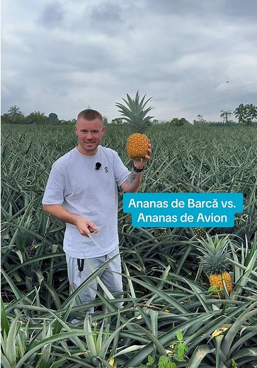 Diferențe între ananasul cules verde și cel copt