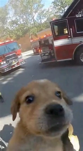 PUPPY TRAPPED inside collapsing rubble!
