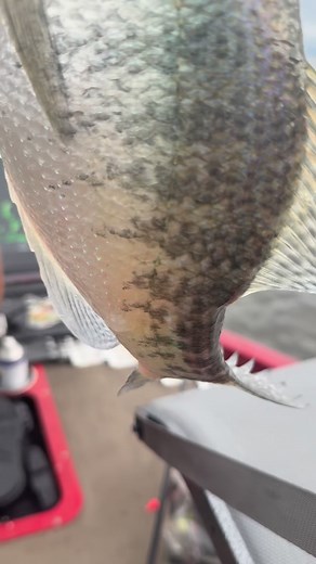 787 reactions · 13 shares | Disco Jighead SLABS!! #bonehead #boneheadtackle | BoneHead Tackle | Facebook