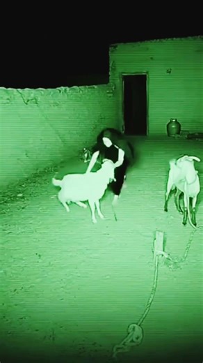 Terrifying Entity Caught on CCTV: The Goat Barn Incident | Real Horror Footage #memes