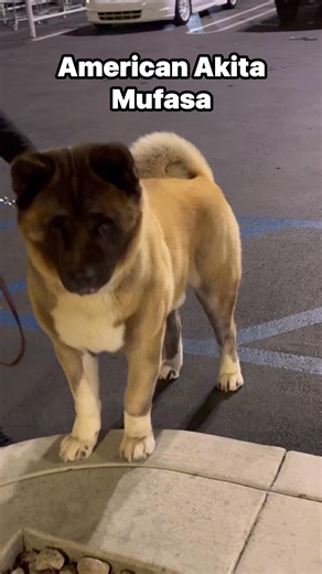 3.1K views · 128 reactions | The American Akita is a large, muscular dog breed known for its loyalty, fearlessness, and protective nature. Originating in the United States from Japanese Akita stock, it is heavier-boned and has a more bear-like head than its Japanese counterpart. This breed requires early and consistent socialization and firm, experienced training due to its dominant and willful personality. | MC C Garcia | Facebook