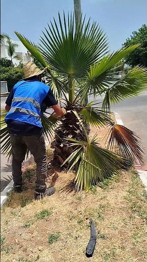 Saving an Old Palm Tree with Professional Restoration Techniques #PalmTree #PalmRestoration #Tree