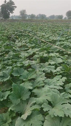 32 days squash crop Ready for picking Alhamdulillah target achieved.. ماشاءاللہ ورائٹی بابو ایف 1 اس کی پھل لینے ک صلاحیت دیکھیں اور ایک ایک پودے کے ساتھ پھل لینے کی مقدار دیکھیں اور بتائیں کہ یہ ورائٹی کا کمال ہے یہ ہماری منیجمنٹ کا ... #agriculture #management #technology #seeds #products #fertilizer #tunnel #farming #foryoupageシ #professional #moonagrofarm | MOON AGRO FARM