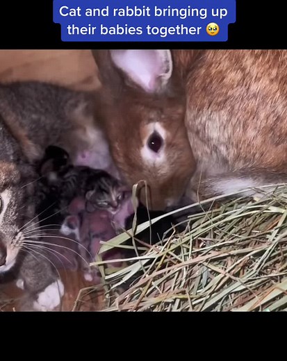 Cat and Rabbit Raising Babies Together