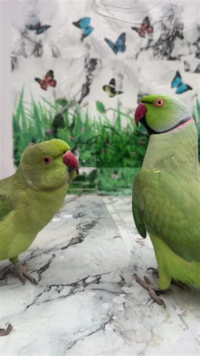 Indian Ringneck Parrot: Fun Talking Bird Insights