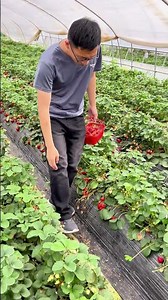 How red can strawberries get? You'd never guess how abundant their harvest is! 🍓