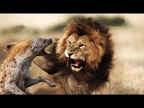 ►DOCUMENTAL ANIMALES VIDA SALVAJE ✨ EL SERENGUETI LA GRAN AVENTURA AFRICANA🦁 DOCUMENTAL NATGEO