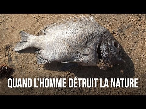 QUAND L'HOMME DÉTRUIT LA NATURE - DES CHIFFRES ET LE MONDE
