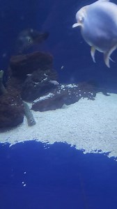 🐟🐟 #cichlids in the 4400 gallon #tank | Ohio Fish Rescue