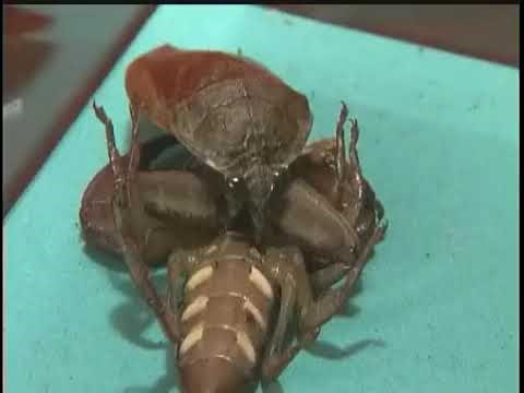 Mushikotei 3_insect army vs poisonous insects army_Which army wins the third episode?