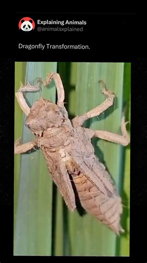 Explaining Animals on Instagram: "Follow me @animalsxplained to learn something INTERESTING about animals every day 🧠‼️ A dragonfly’s transformation is one of the most dramatic in the insect world, starting when the fully grown nymph climbs out of the water and its outer skin splits open. The adult dragonfly slowly pulls itself free, pumps fluid into its wings, and lets its new body harden before taking its first flight. This process, called emergence, marks the end of years spent underwater as