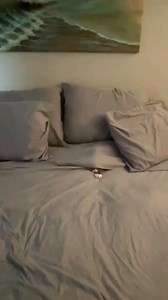 17K views · 578 reactions | Funny Cat editor | Funny.cat.editor | Facebook