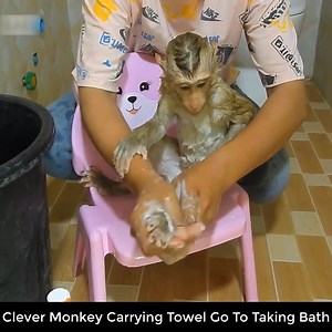 57K views · 487 shares | Clever Monkey Carrying Towel Go To Taking Bath And Body Massage | Animal Fun | Facebook